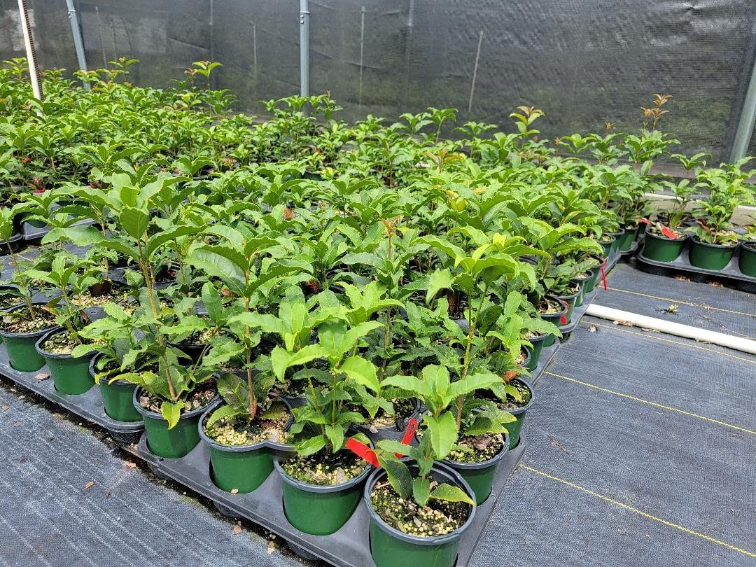 Fragrant Tea Olive (Osmanthus) Plant - Red Flowering, Quart Pot | Sweet-Scented Evergreen Shrub for Landscaping, Hedges & Patio Decor
