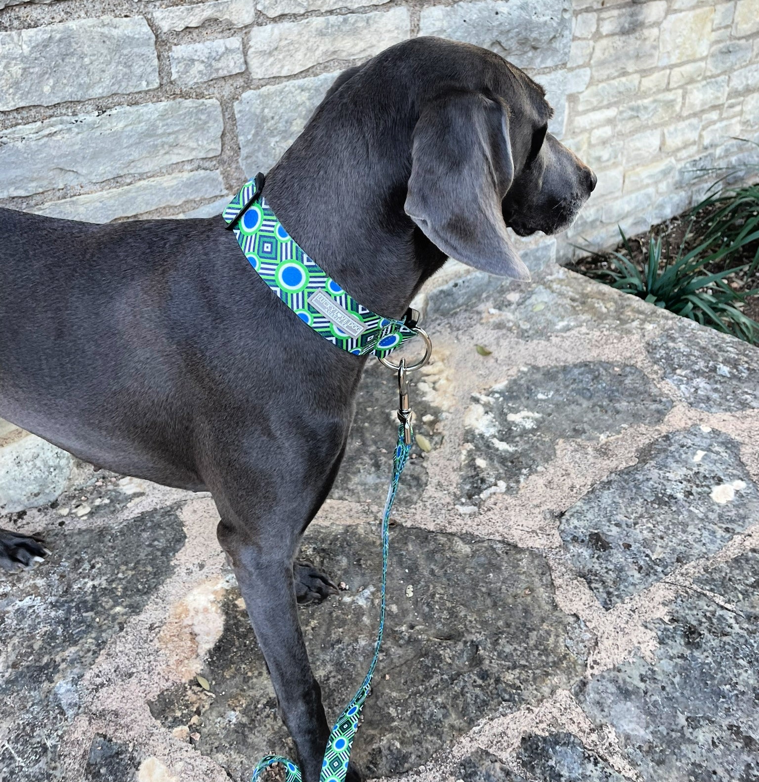 Wide Leo Collar for Dogs - Adjustable Pet Necklace with Rhinestones - Stylish & Comfortable Dog Accessory for Small Medium Large Breeds - Perfect for Daily Walks, Parties & Photo Shoots