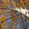 Autumn Birch Tree