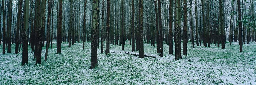 Peel & Stick Wall Murals - Aspen Trees Banff National Park Wallpaper (84
