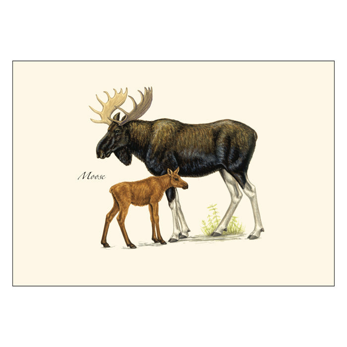 Premium Mammals Notecard Set - Wild Animal Themed Greeting Cards for Birthdays, Thank You Notes & Special Occasions