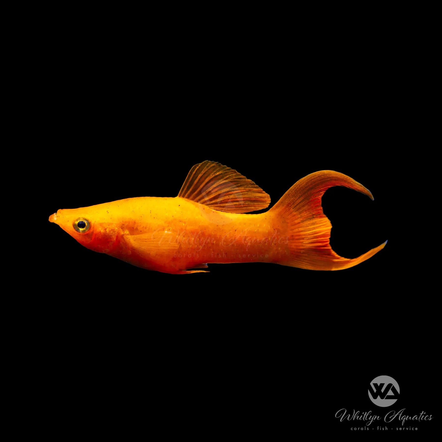 Premium Gold Diamond Lyretail Molly Fish (Poecilia Sphenops) - Live Tropical Aquarium Fish for Freshwater Tanks, Community Aquariums & Fish Breeding