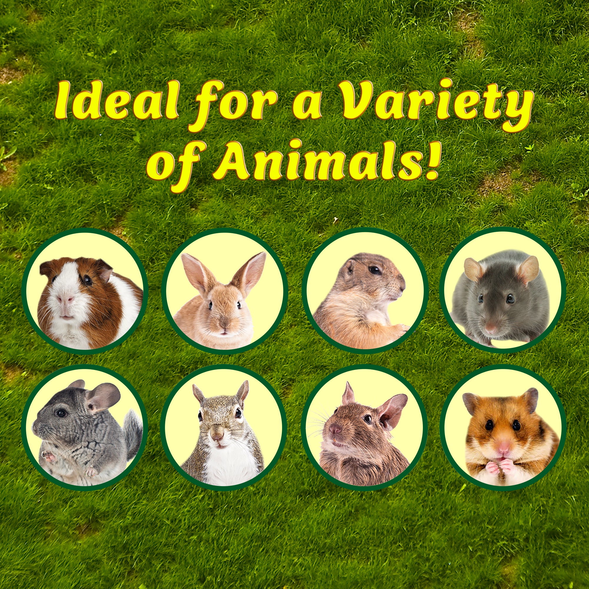 Premium Apple Stick Hay Feeder for Small Pets - Natural Chew Toy for Rabbits, Guinea Pigs & Chinchillas - Encourages Dental Health & Foraging Fun - Perfect for Cage, Hutch or Playpen Enrichment