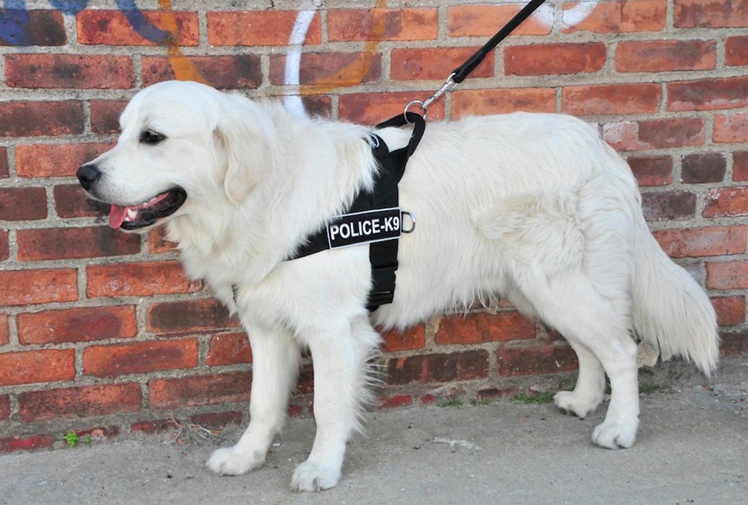 DT No Pull Dog Harness for Small Dogs - Adjustable Police K9 Vest Harness (Black) - Fits 24 to 27 Inch Chest - Perfect for Training, Walking & Outdoor Adventures
