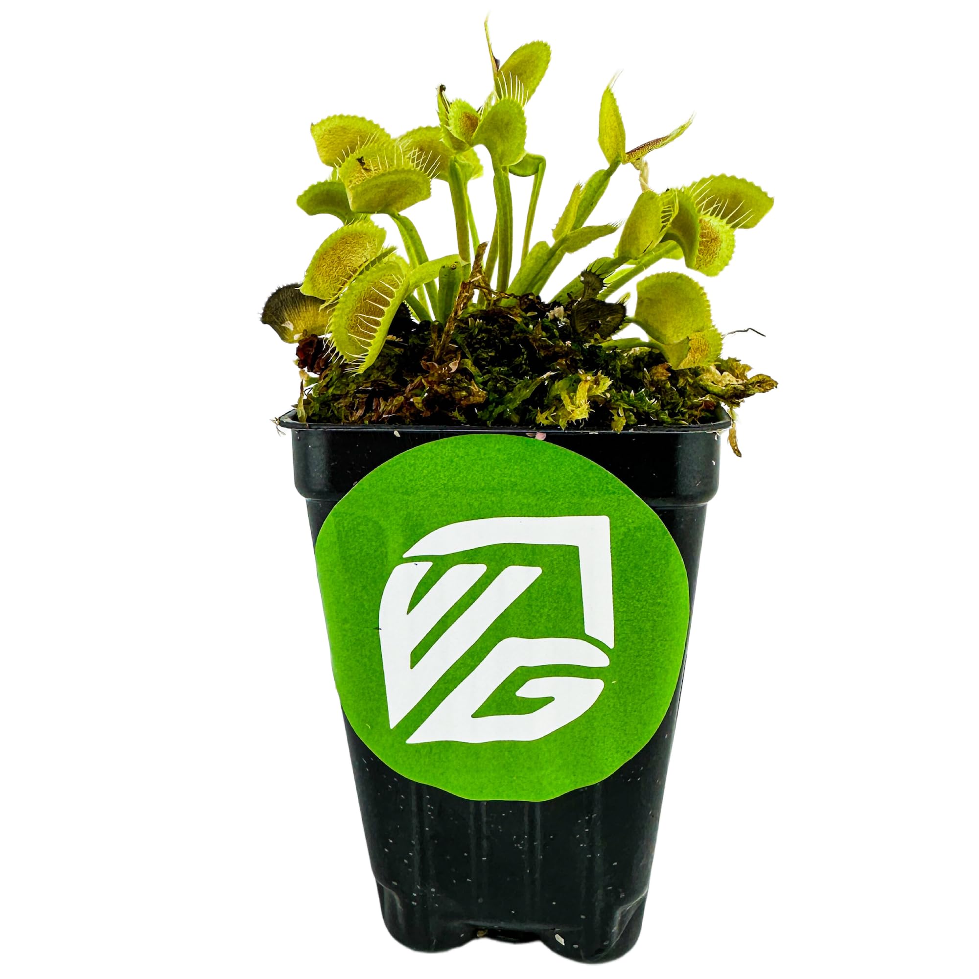 King Henry Venus Fly Trap Live Plant (Dionaea Muscipula) - Carnivorous Indoor & Garden Plant by Wellspring Gardens - Unique Starter Plant for Home, Office, Terrariums & Aquatic Gardens