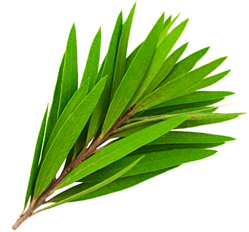 Tea Tree
