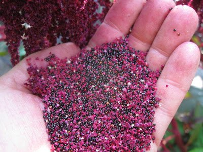 Organic Red Amaranth Heirloom Seeds - Non-GMO, 300 Count (1/4 Gram) for Home Gardening, Microgreens & Edible Landscaping - Premium Quality by Zellajake