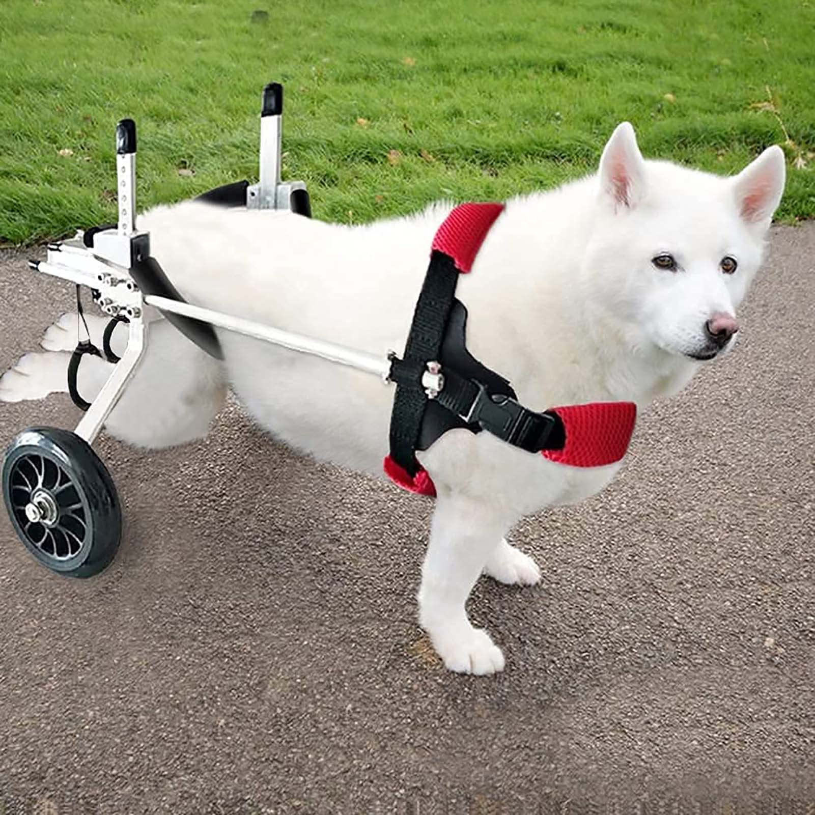 Adjustable Dog Wheelchair for Disabled Pets - 2 Wheel Rear Leg Support Stroller for Rehabilitation Training & Mobility Aid - Perfect for Injured, Elderly, or Paralyzed Dogs - Indoor & Outdoor Use