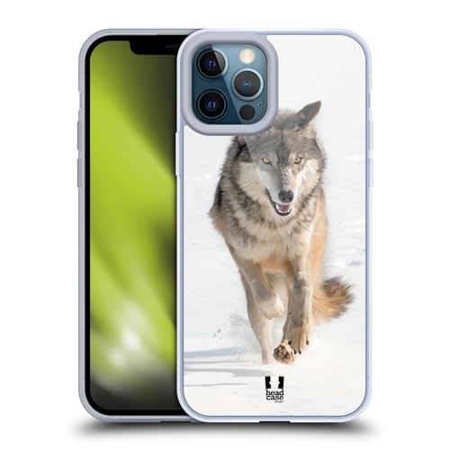 Grey Wolf Running