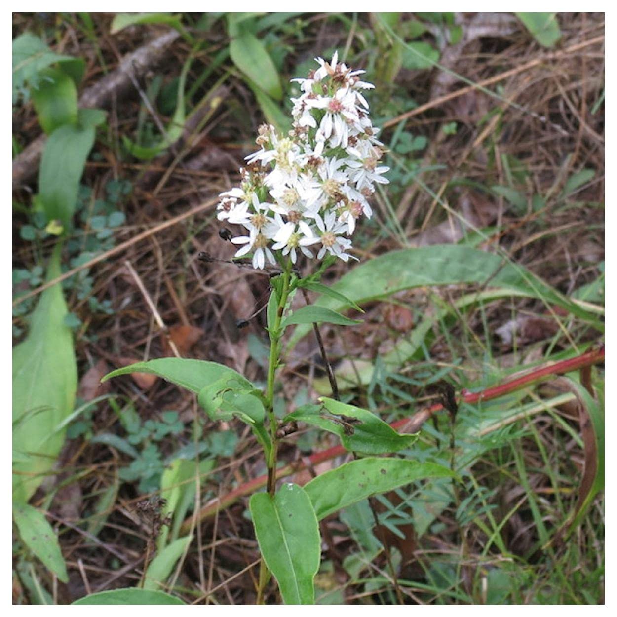 Everwilde Farms - 1 Oz Arrow-leaved Aster Native Wildflower Seeds - Gold Vault Packaging - Attract Pollinators & Beautify Gardens