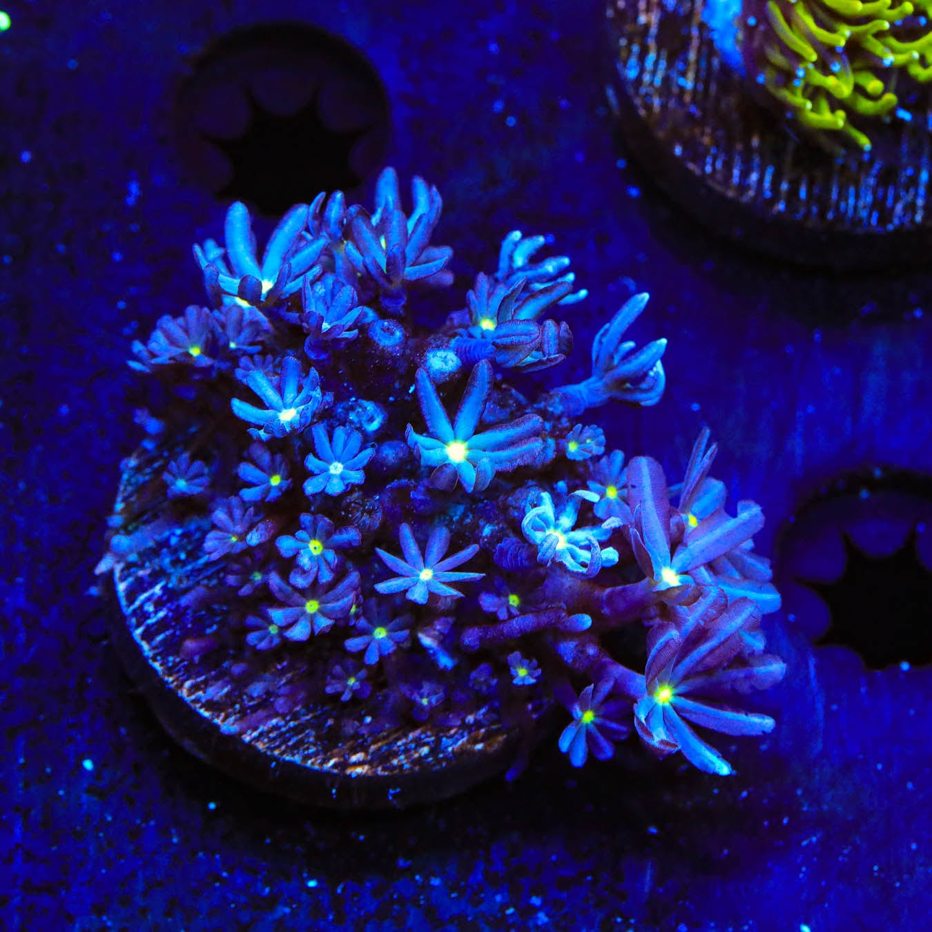 Premium Daisy Polyps Coral for Saltwater Aquariums - Vibrant Soft Coral for Reef Tanks & Marine Aquascaping