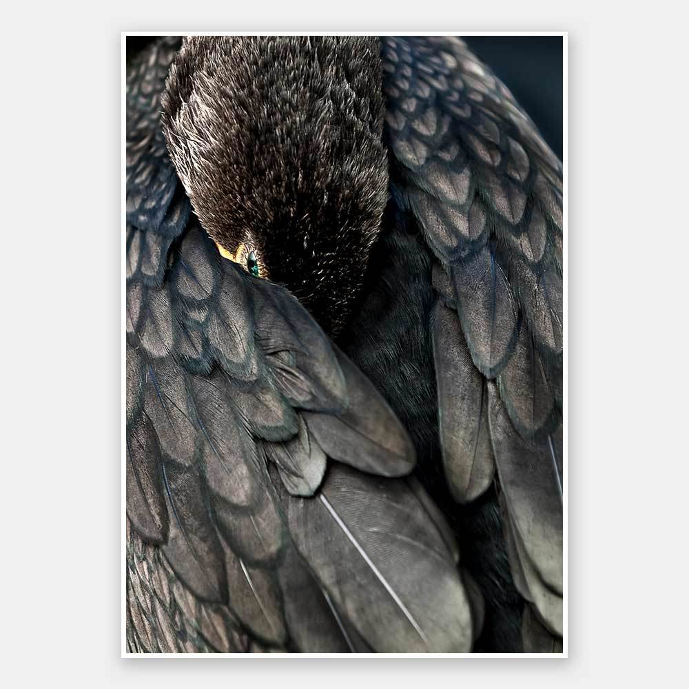Duck Down Unframed Art Print - High-Quality Waterfowl Wall Decor for Home & Office | Perfect for Living Room, Bedroom, or Study