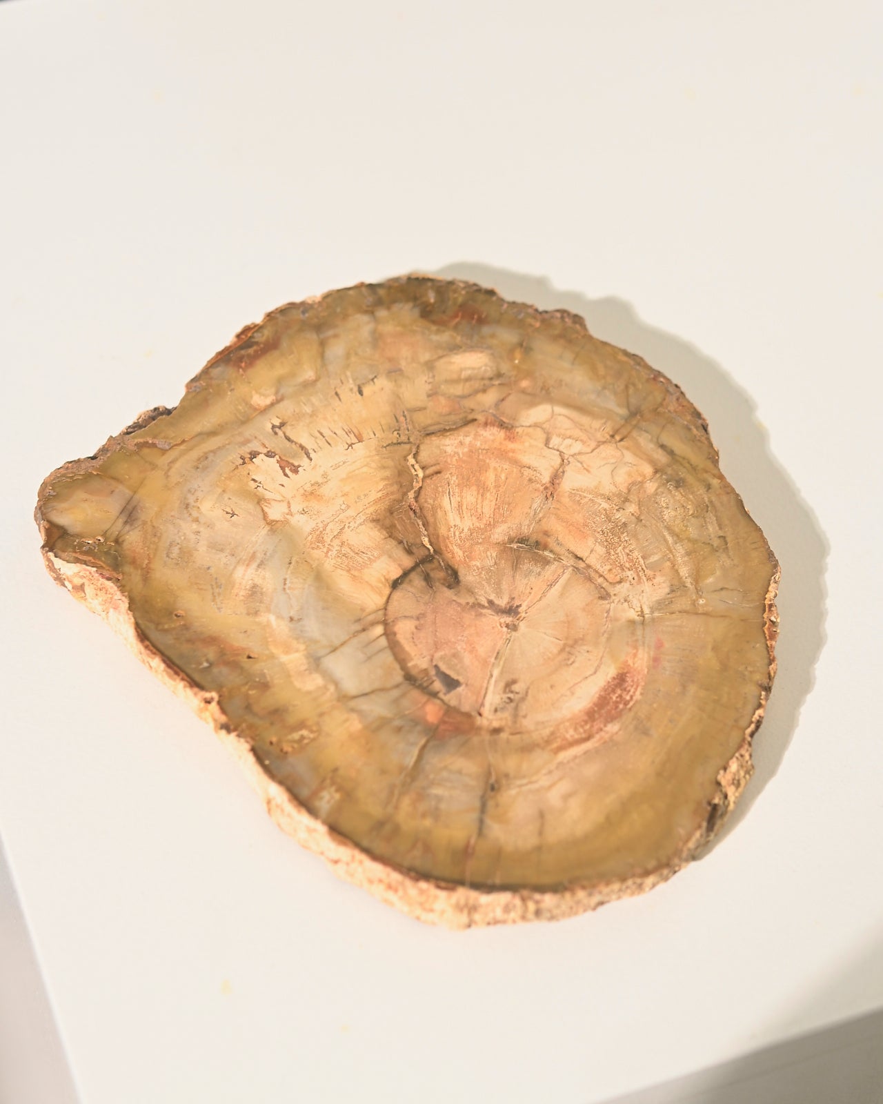 5 Inch Petrified Wood Slab - Natural Fossilized Wood for Home Decor, Jewelry Making & Unique Gifts | Perfect for Display, DIY Crafts & Geology Collections