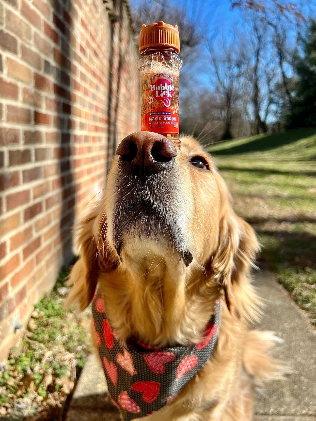 Bubble Treats Maple Bacon Pet Bubbles - 4 Pack (2.5 Fl Oz Each) | Natural Bacon Flavored Lickable Bubbles for Dogs & Cats | Safe for Bubble Toys & Blasters | Refillable Bubble Solution for Pet Playtime & Training