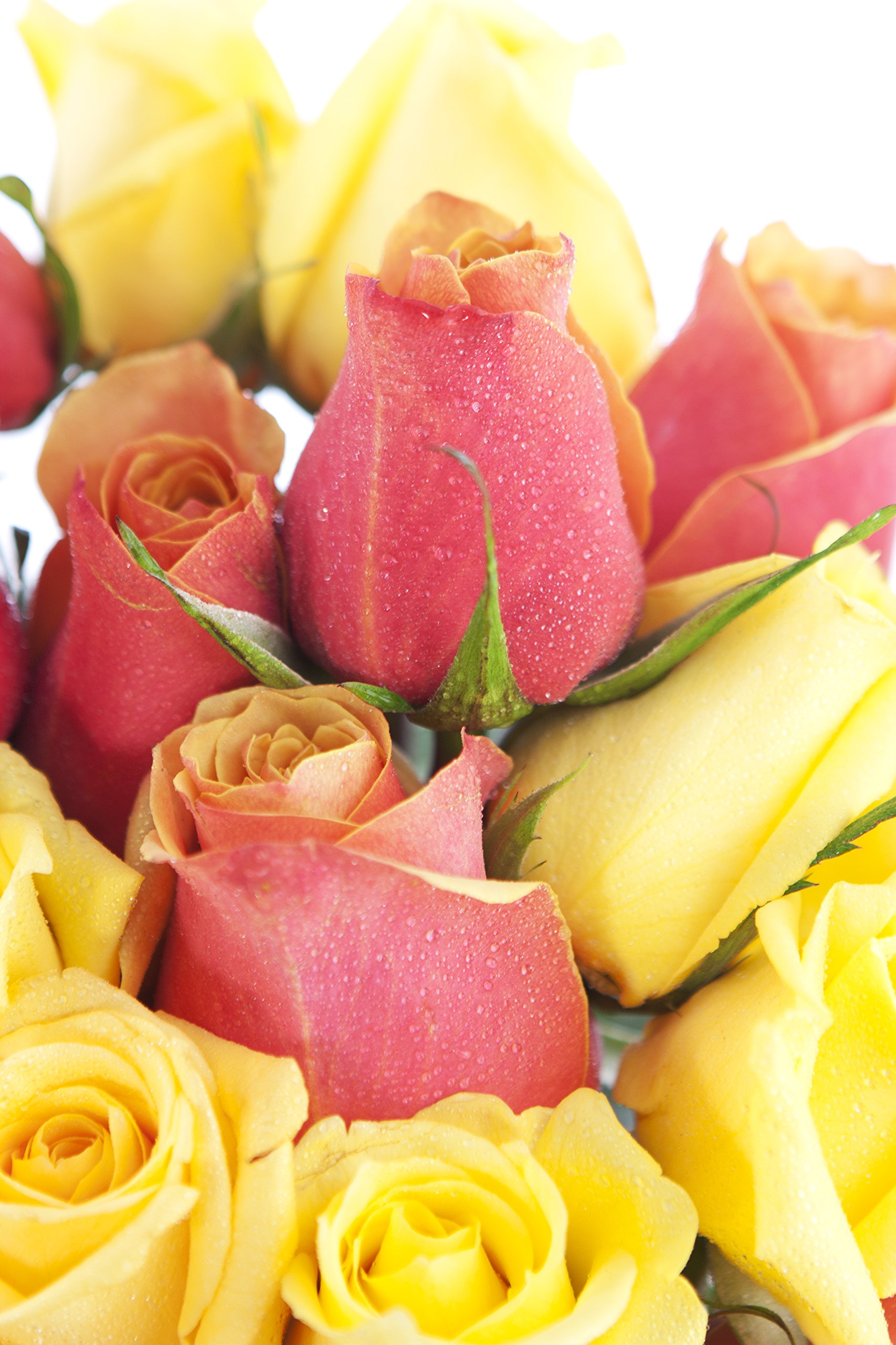 KaBloom PRIME NEXT DAY DELIVERY - 2 Dozen Fresh Orange & Yellow Roses with Glass Vase - Perfect for Mother's Day, Birthday, Anniversary, Get Well, Thank You & Valentine's Day Gifts - Ideal for Home Decor, Wedding Centerpieces & Romantic Surprises