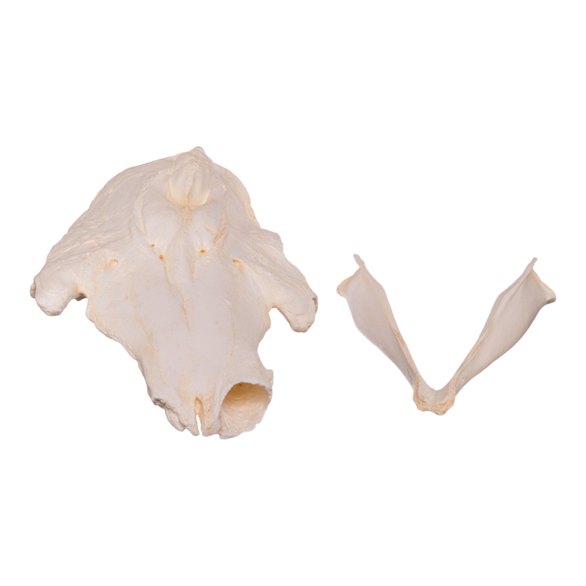 Replica Narwhal Skull - Lifelike Museum-Quality Narwhal Whale Skull Decor for Home, Office & Marine Biology Enthusiasts - Perfect for Coastal Themed Decor, Educational Displays & Unique Gift Ideas