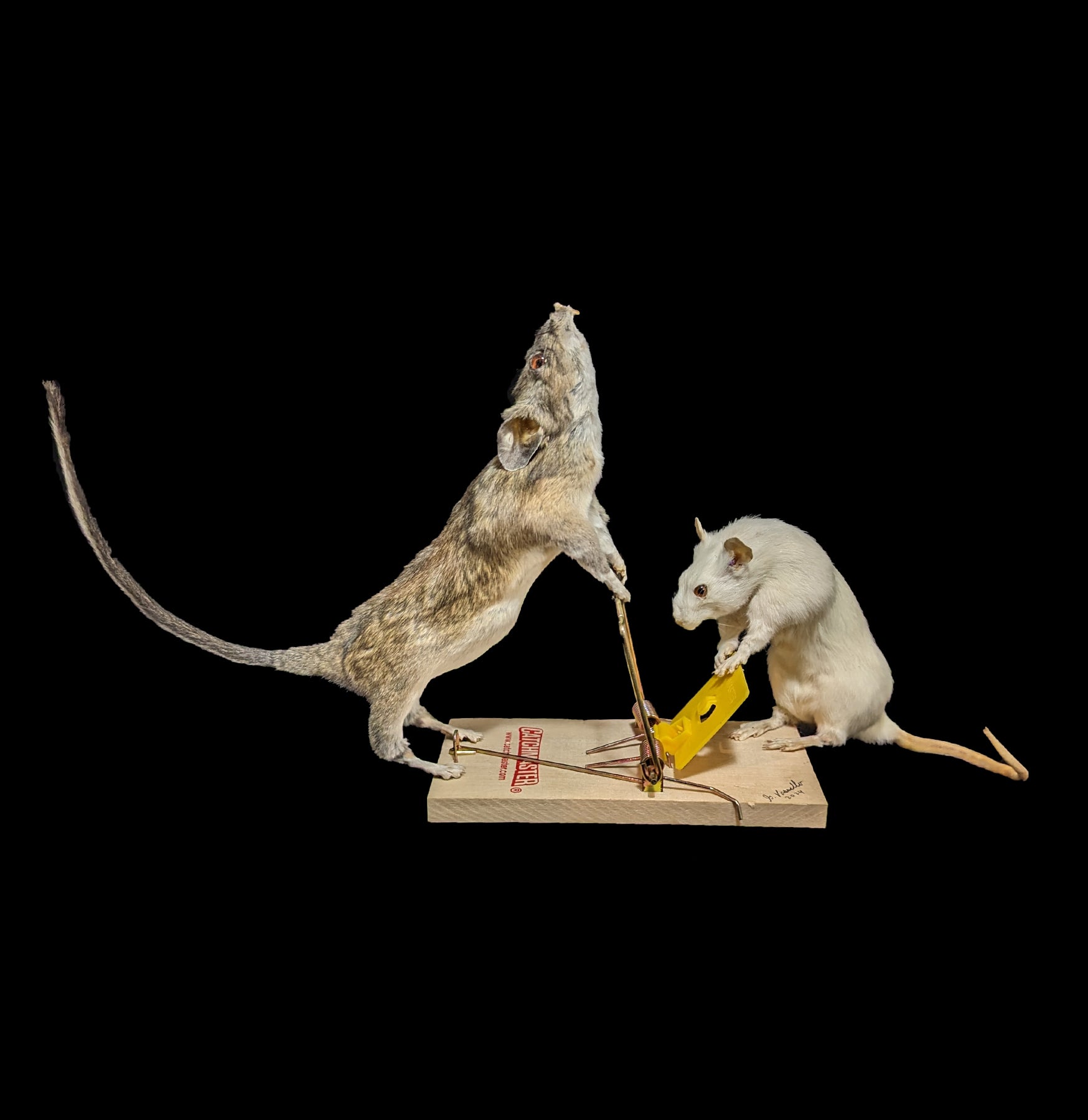 Trap Raiders Rat Pair Taxidermy - Realistic Mouse Taxidermy for Home Decor, Halloween Props, and Horror Movie Set Design