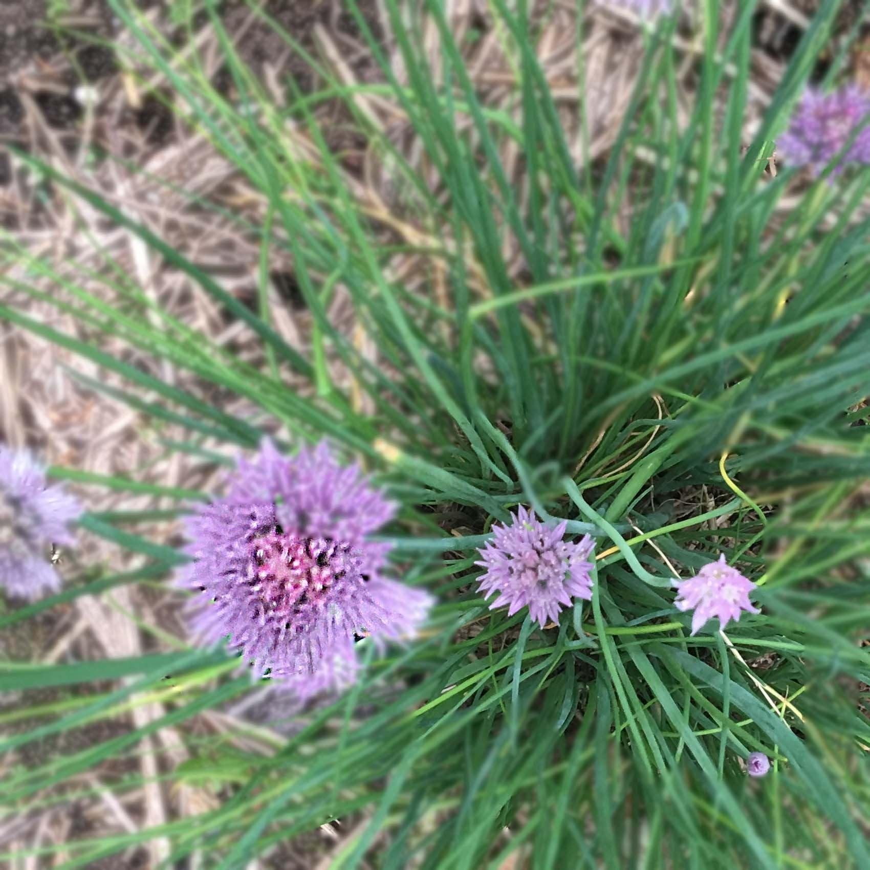Organic Chives Live Plant (Allium schoenoprasum) - 2.5-inch Pot for Kitchen Garden, Fresh Herbs for Cooking, Soups, Salads & Garnishing - Perfect Indoor/Outdoor Herb Gardening Gift