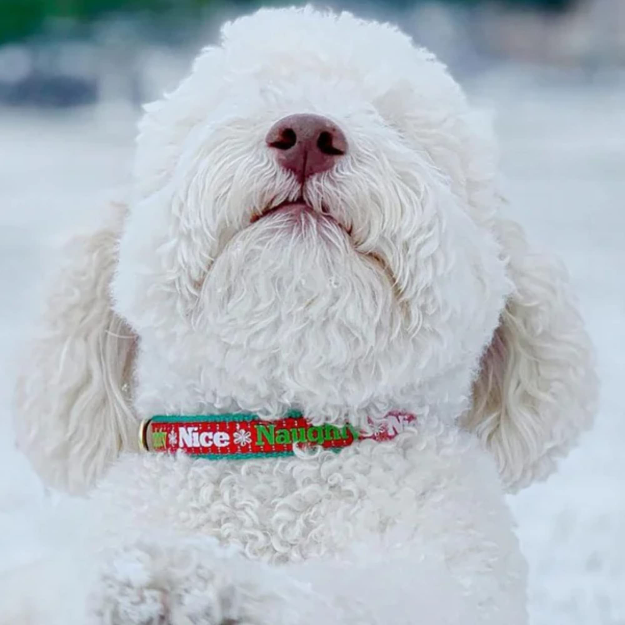 Up Country NAN-C-S Naughty and Nice Narrow Dog Collar 5/8