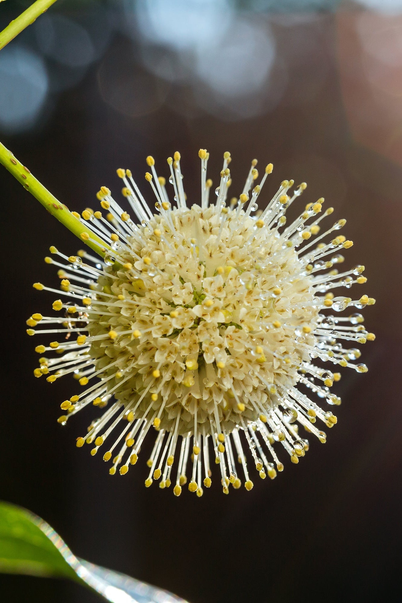 Cephalanthus occidentalis 'Fiber Optics' #2 - Beautiful Ornamental Shrub for Landscaping, Gardens & Outdoor Decor