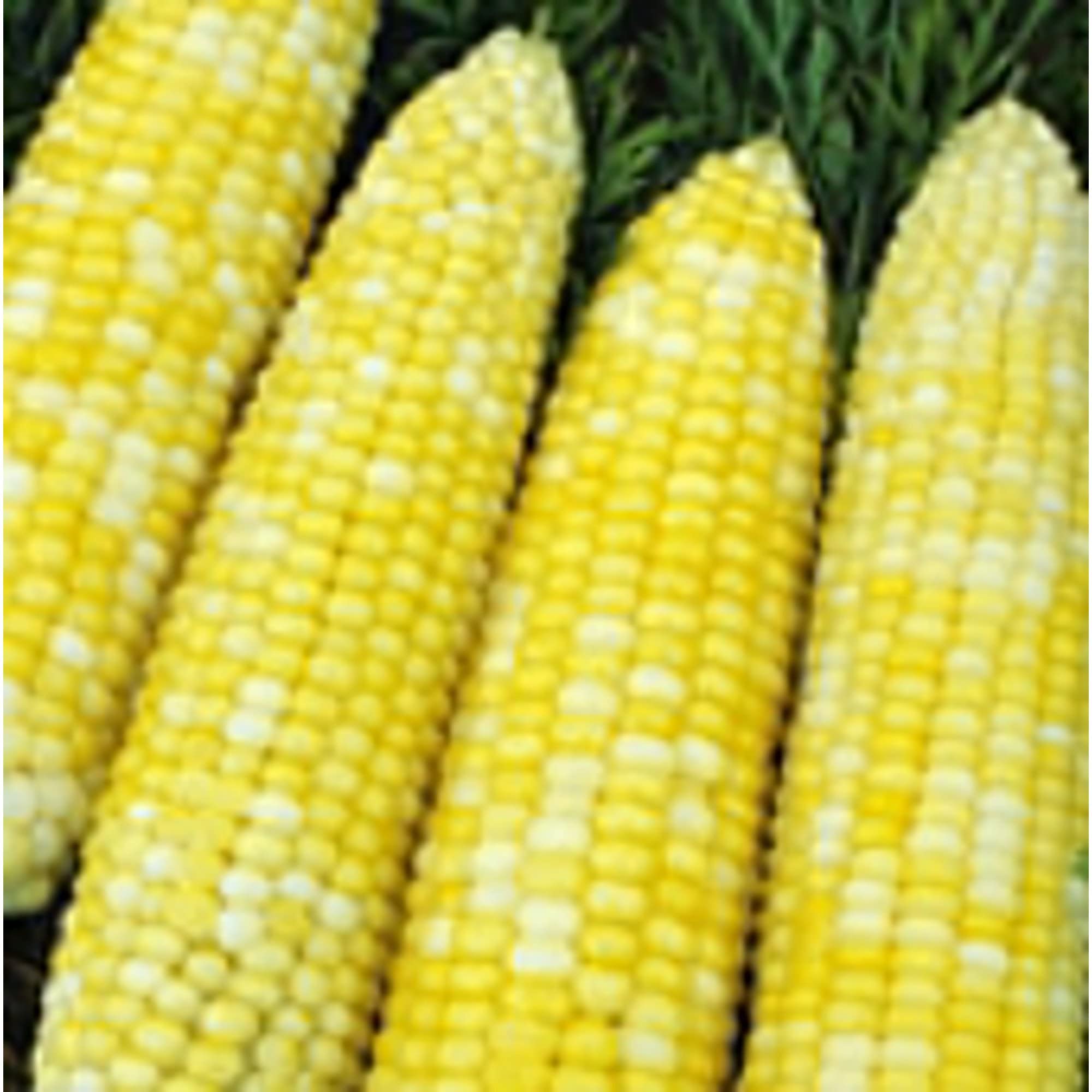 Non-GMO Ambrosia Corn Seeds (20+ Seeds) - Sweet Vegetable Seeds for Planting | Home Garden, Greenhouse & Outdoor Farming | Perfect for Fresh Eating, Canning & Farm Stands
