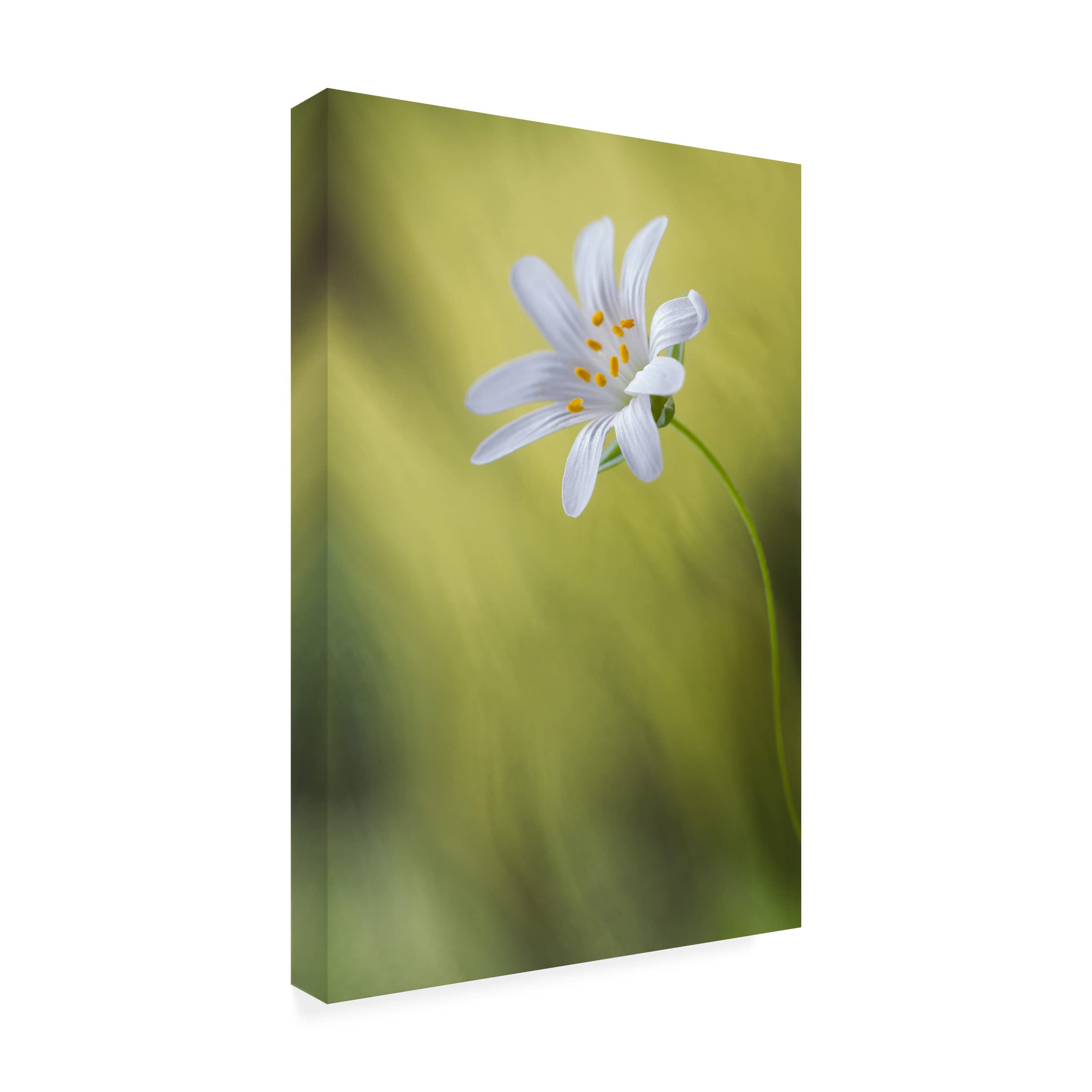 Trademark Fine Art 'Stitchwort' Canvas Wall Art by Mandy Disher - Floral Home Decor for Living Room, Bedroom & Office