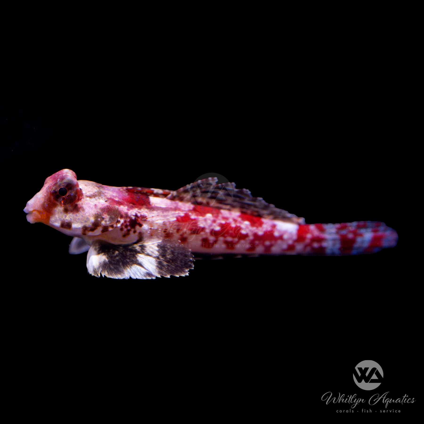 Premium Red Scooter Blenny Fish (Synchiropus stellatus) - Vibrant Saltwater Aquarium Fish for Reef Tanks & Marine Habitats