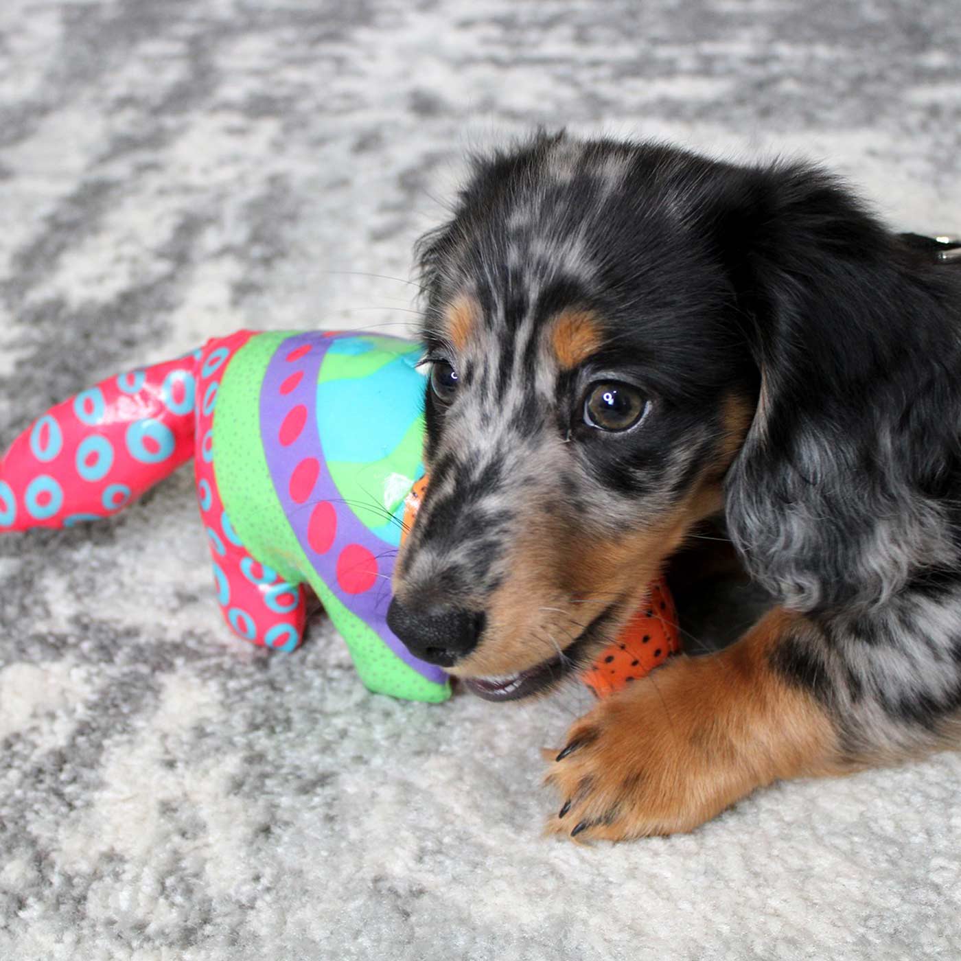 KONG Shieldz Anteater - Durable Pet Toy for Dogs, Chew-Resistant & Interactive Play - Perfect for Aggressive Chewers, Boredom Relief & Training Sessions