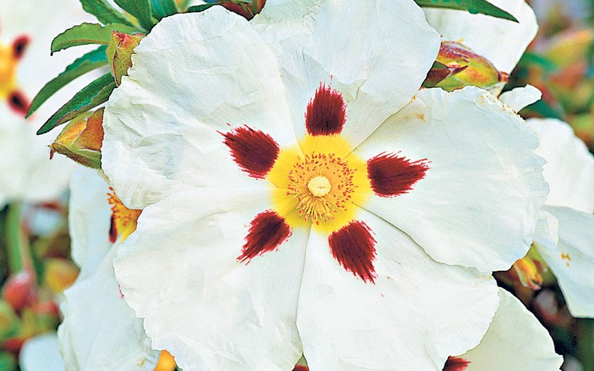 Pure Cistus Absolute Oil - 100% Natural & Organic Labdanum Essential Oil for Aromatherapy, Skincare & Relaxation - Perfect for Diffusers, Massage & DIY Beauty Products