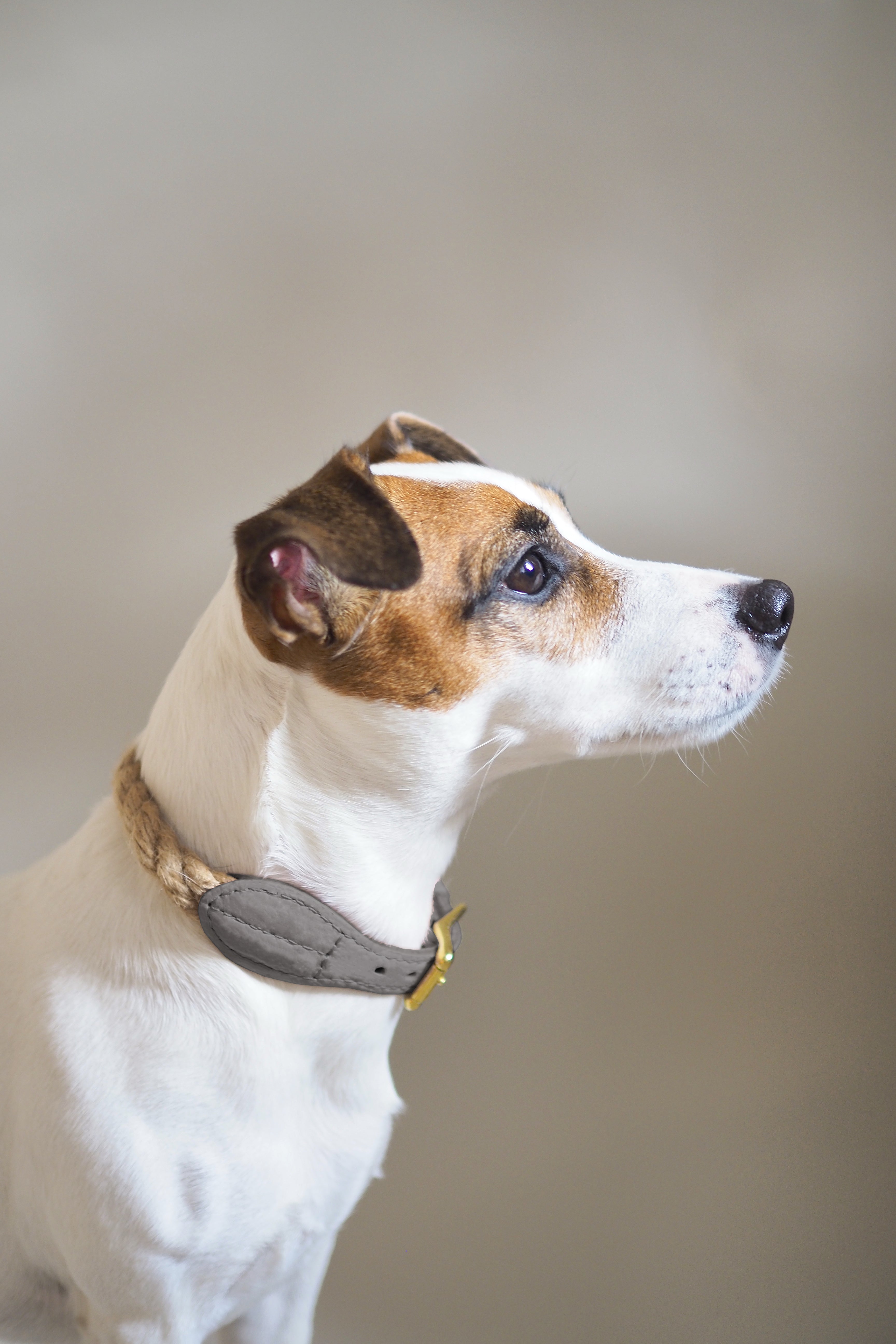 Premium Dog Collar for Country & Pony Style - Durable Graphite Design for Outdoor Adventures & Farm Life