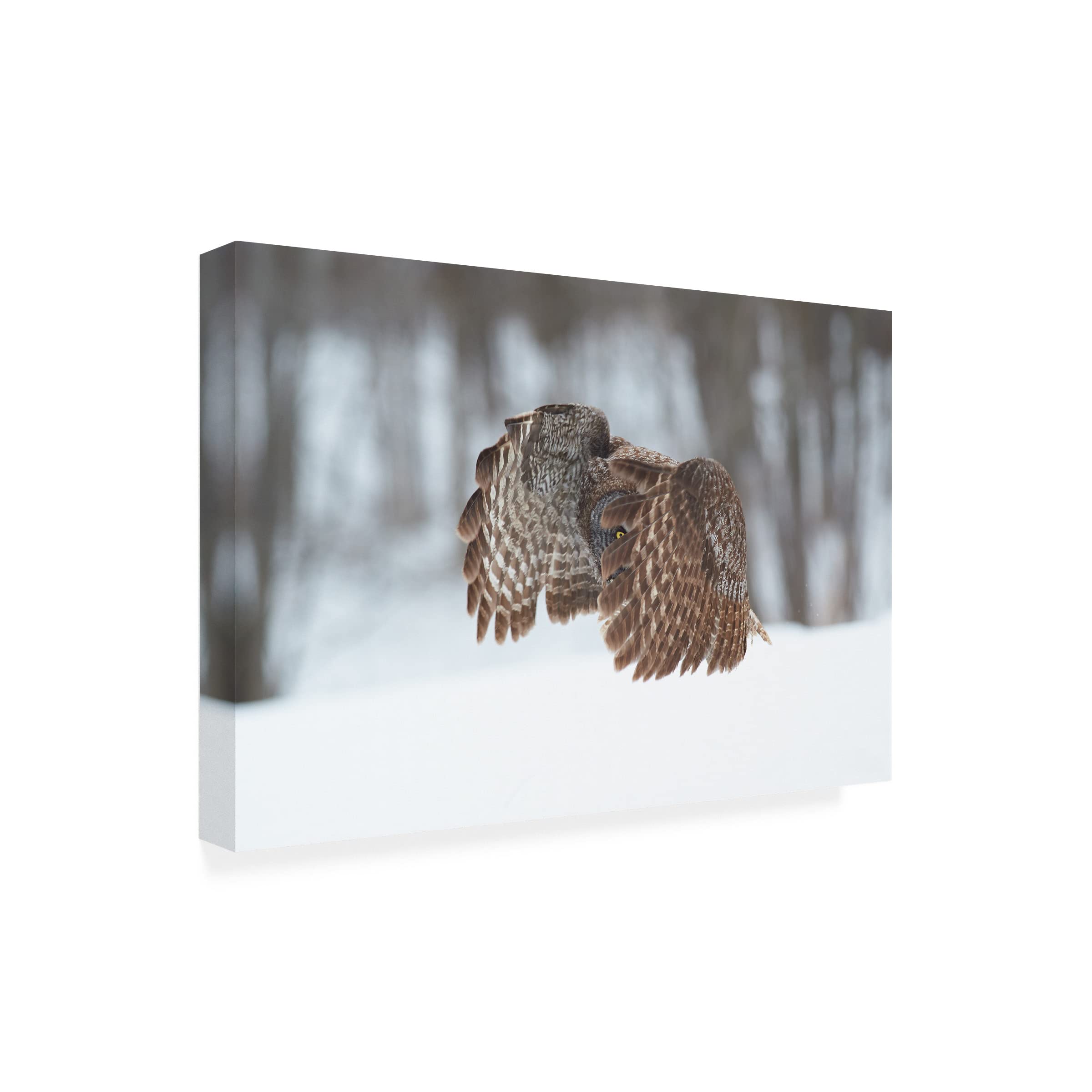 Jim Luo 'Great Grey Owl 2' Canvas Wall Art Print - Premium Wildlife Home Decor for Living Room, Bedroom & Office