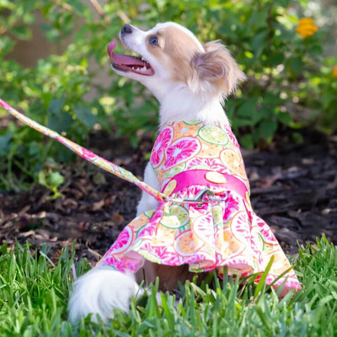 Citrus Slice Dog Dress with Matching Leash - Cute Summer Pet Outfit for Small Dogs, Perfect for Beach Walks & Outdoor Adventures