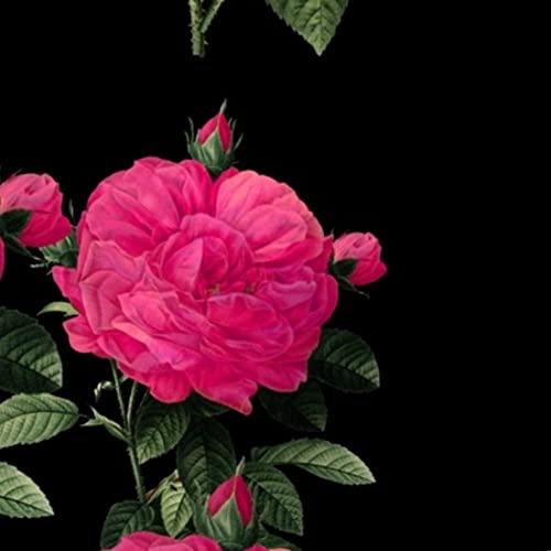 Rose Hot Pink Black Floral Printed Velvet Fabric by The Yard - Upholstery, Home Decor & Apparel Material - Perfect for DIY Curtains, Throw Pillows and Dressmaking