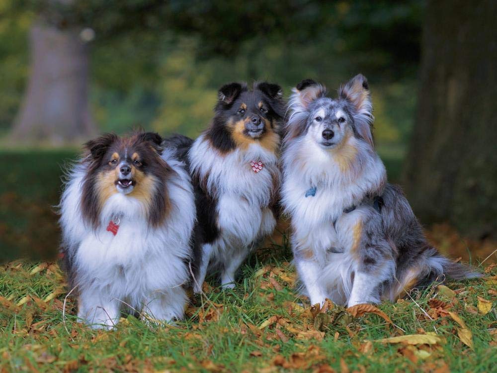 1500 Piece Jigsaw Puzzle for Adults - Premium Wooden Animal & Scenery Puzzle (Shetland Sheepdog, 87x58cm) | Challenging DIY Educational Toy | Perfect Gift for Puzzle Lovers | Home Decor & Family Game Night Activity