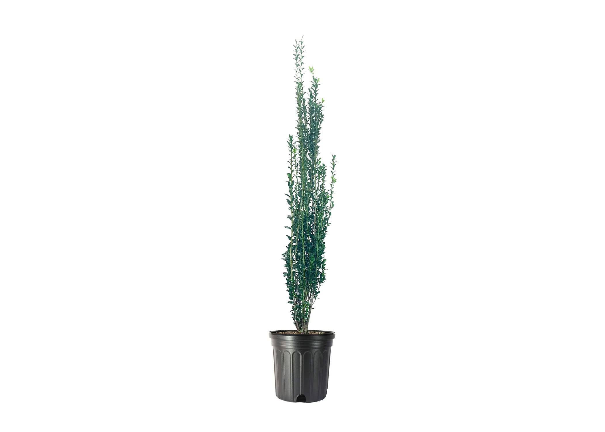 Sky Pencil Japanese Holly - 3 Large 3 Gallon Evergreen Plants - Low Maintenance Formal Hedge for Landscaping, Privacy Screen & Garden Borders | Ilex Crenata