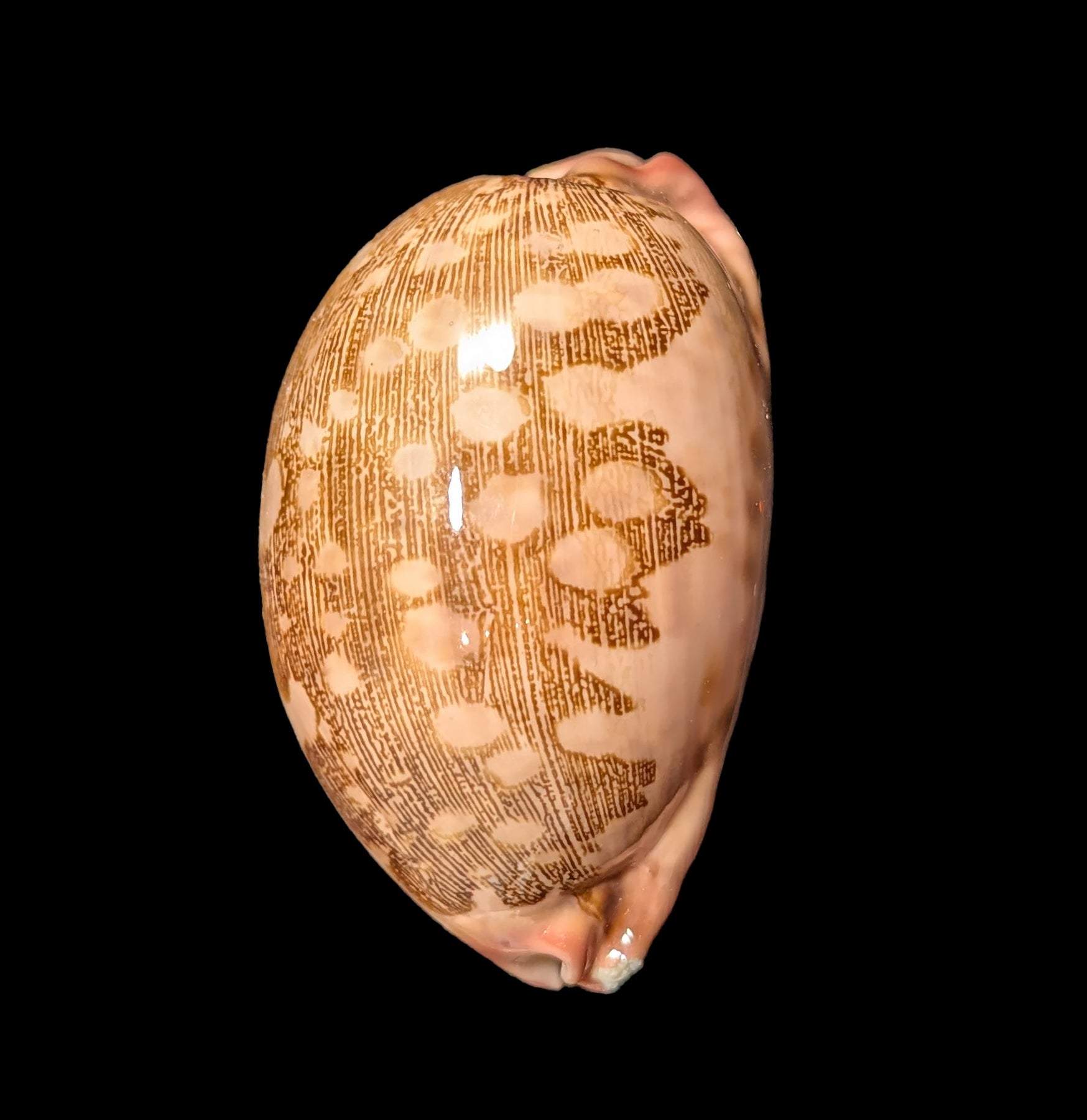 Natural Cowrie Shells for Jewelry Making, DIY Crafts, and Home Decor - Perfect for Beach Themed Decorations, Necklaces, and Boho Style Accessories