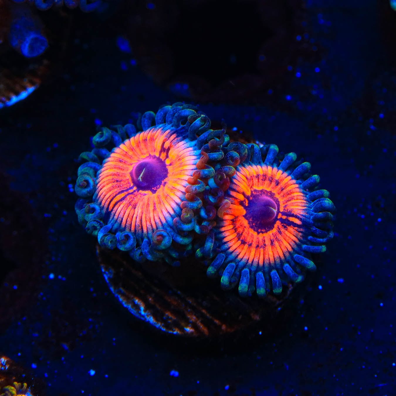 Armor of God Zoanthids Coral - Vibrant Saltwater Aquarium Coral for Reef Tanks | Perfect for Marine Aquascaping & Coral Propagation