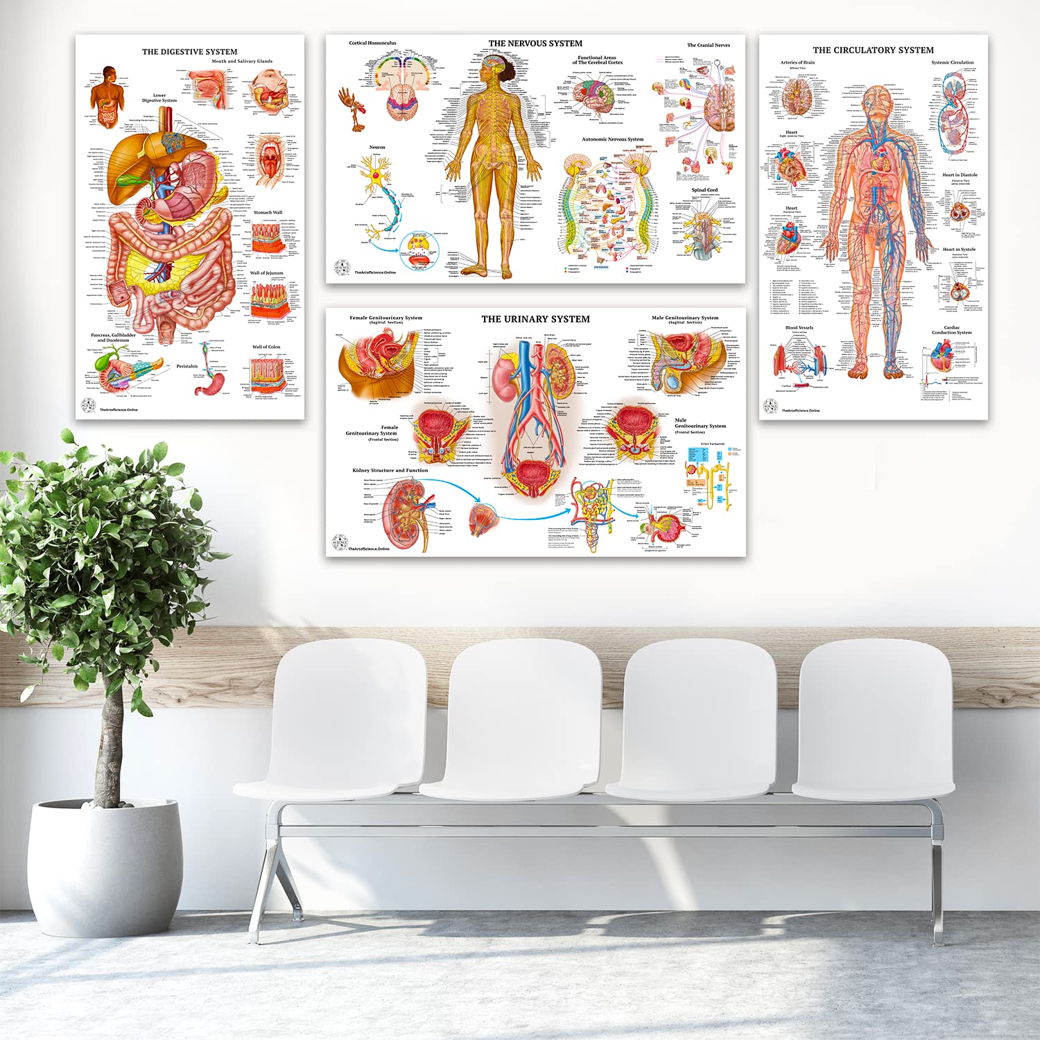 12 Pack Human Anatomy Posters - Medical Educational Charts for Circulatory, Skeletal, Muscular, Lymphatic, Nervous, Digestive, Endocrine & Respiratory Systems - Laminated 18x30 Inch Science Biology Health Posters for Classroom, Doctor Office & Home Study