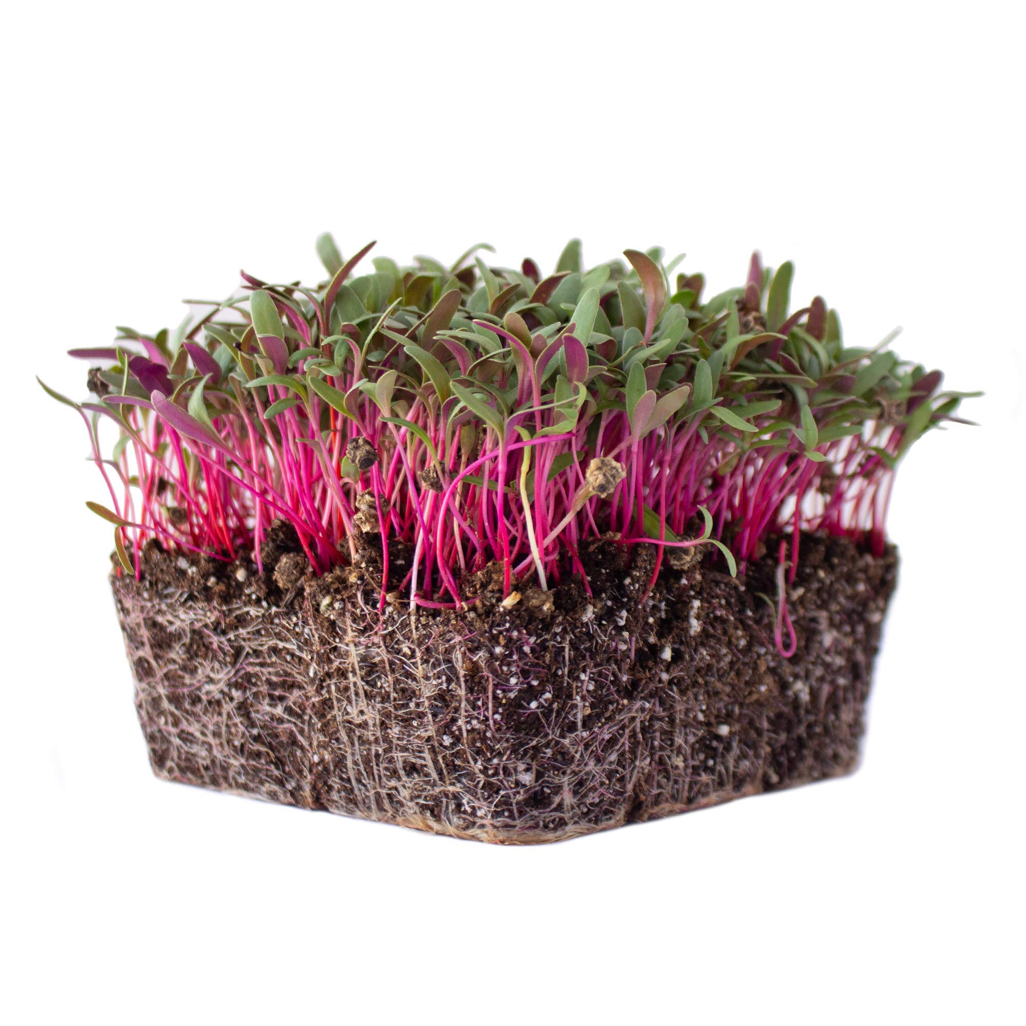 Non-GMO Swiss Chard Garden Seeds - Pink (3g Packet ~100 Seeds) | Heirloom Vegetable Gardening & Microgreens | Perfect for Home Gardens, Urban Farming & Healthy Salads