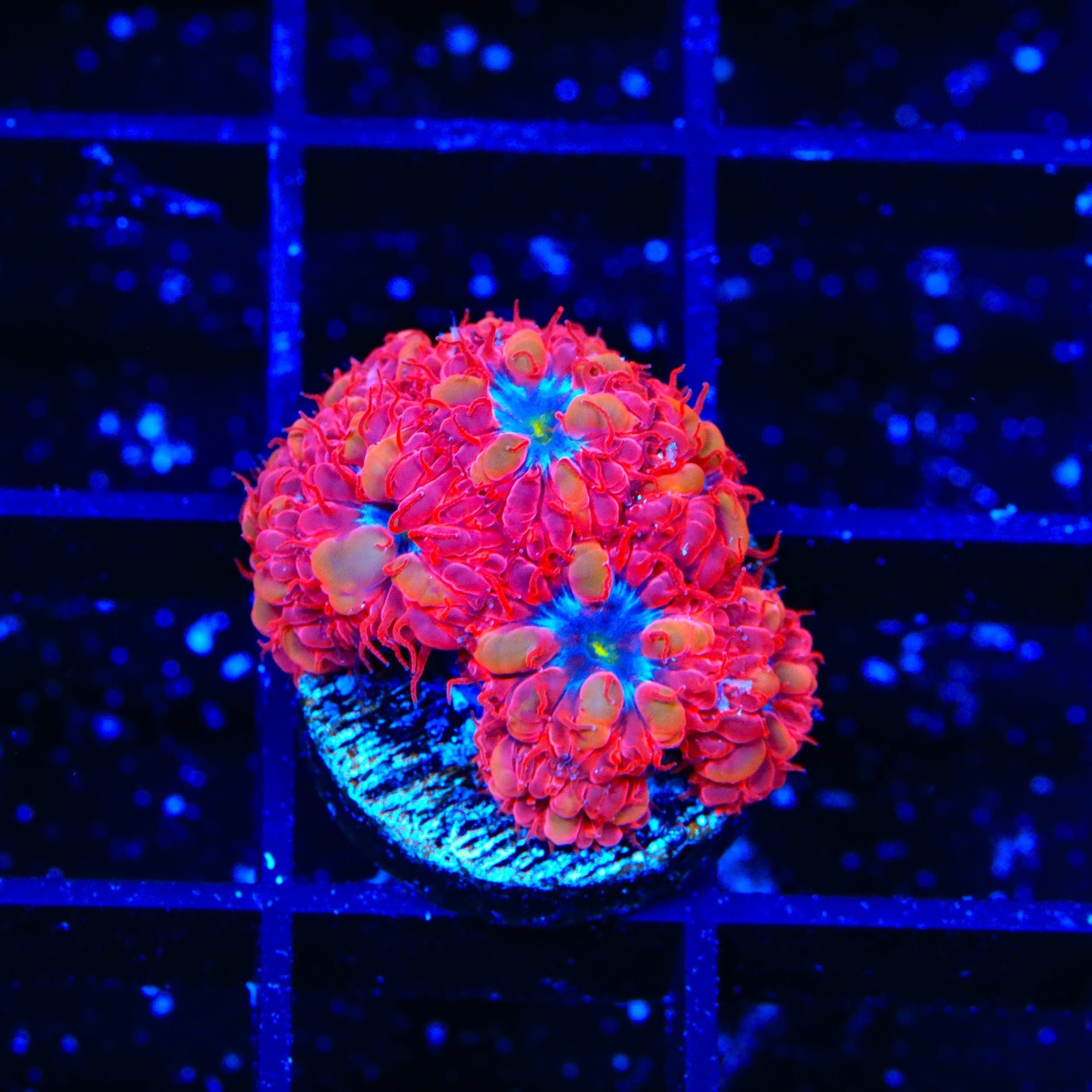 Premium Blue Raven Blastomussa Coral for Saltwater Aquariums - Vibrant Coral for Reef Tanks & Marine Displays - Perfect for Coral Propagation & Aquascaping