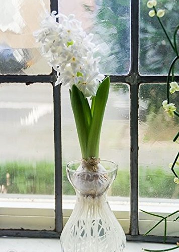 Hyacinth Growing Kit - Fragrant Flower Bulbs with White Vase | Perfect Indoor Gardening Gift for Home & Office Decor