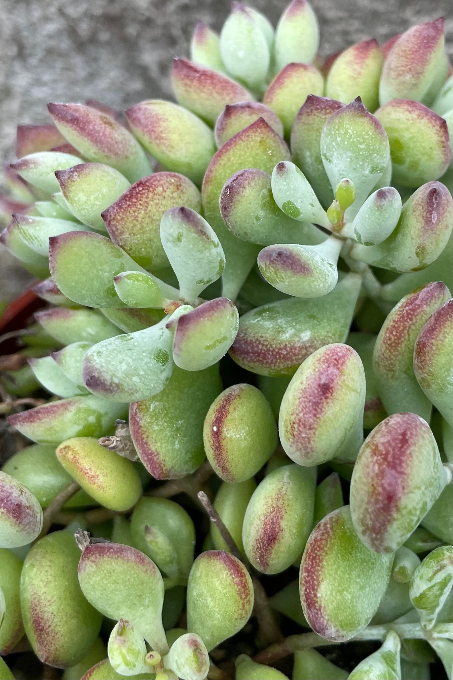 Cotyledon Pendens Succulent Plant - 4 Inch Hanging Basket - Perfect for Indoor Home Decor, Office Greenery, and Gift Ideas
