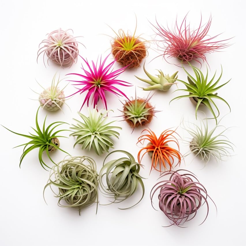 Live Air Plants Variety Pack - 12 Tillandsia Plants (1-5 Inches) | Low Maintenance Indoor Plants for Home Decor, Office Desk & Terrarium | CA Seller