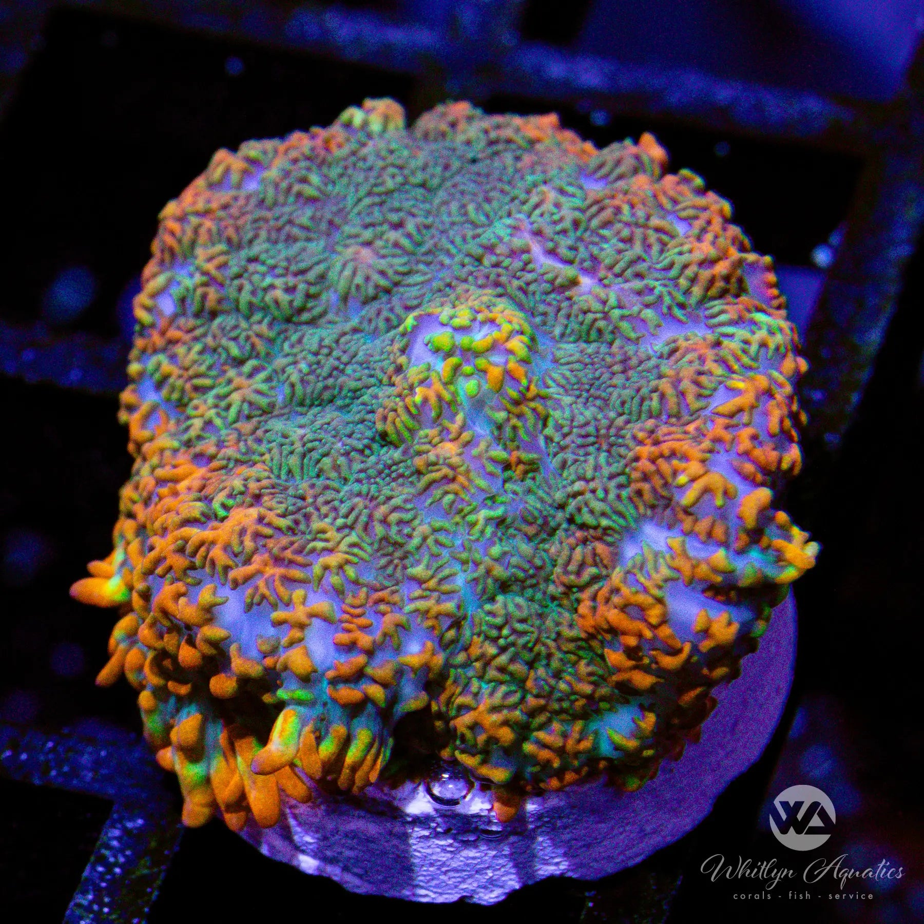 O1 WA Hurricane Rhodactis Mushroom Coral - Premium WYSIWYG Live Coral for Saltwater Aquariums | Perfect for Reef Tanks, Nano Tanks & Coral Propagation