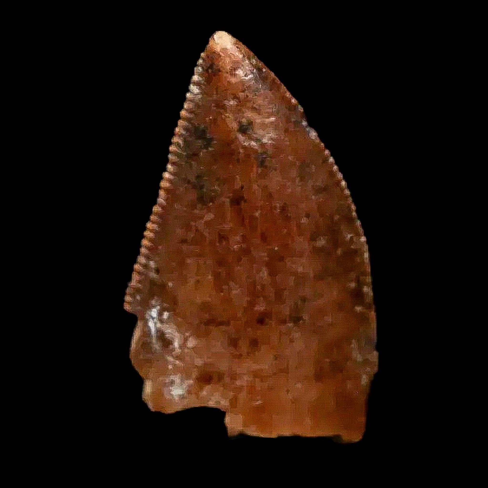 Authentic Majungasaurus Serrated Dinosaur Tooth Fossil - 0.9