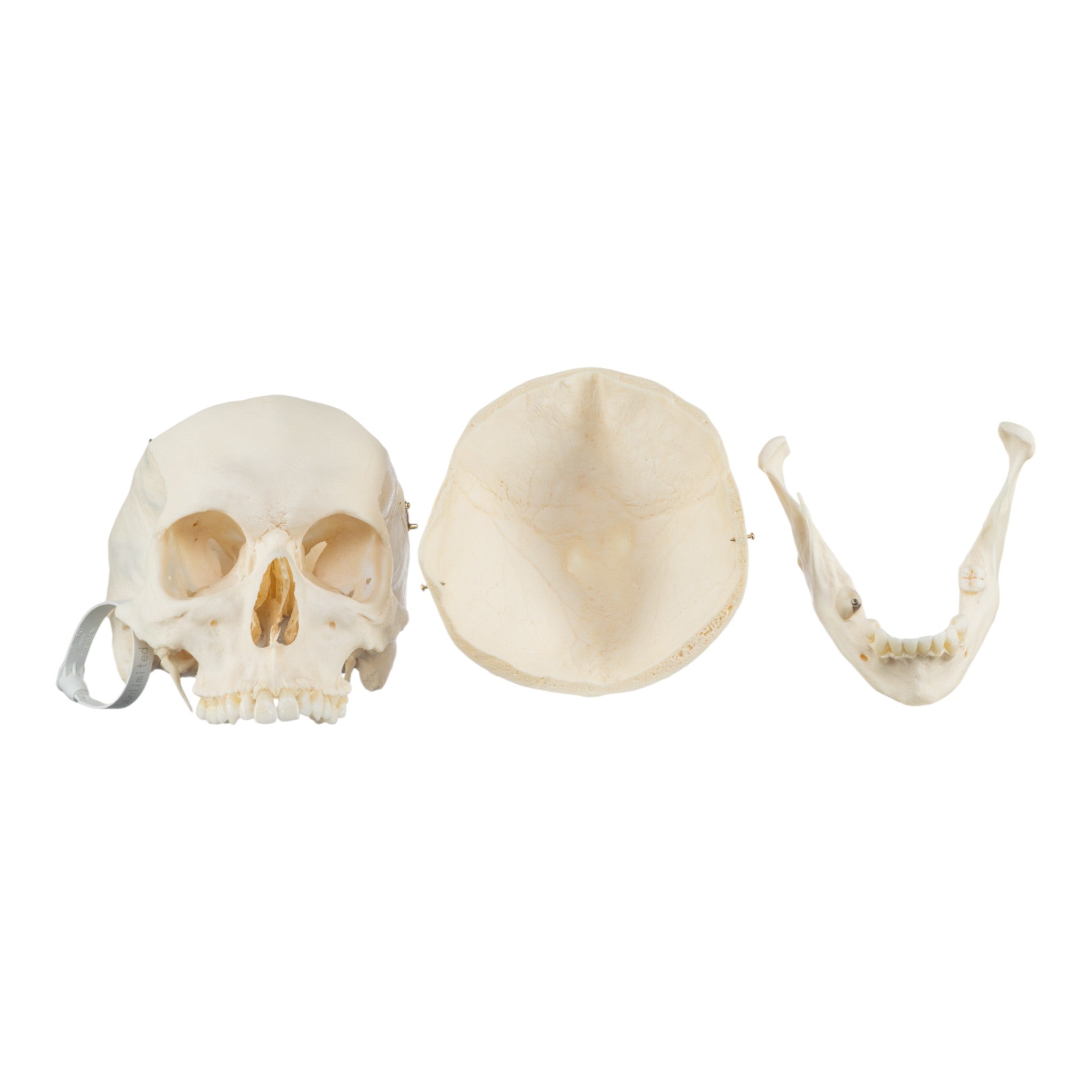 High-Quality Disarticulated Human Skeleton Model for Medical Education & Research - Perfect for Anatomy Studies, Classroom Demonstrations, and Scientific Research