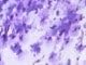 Lavender Embellished Bouquet