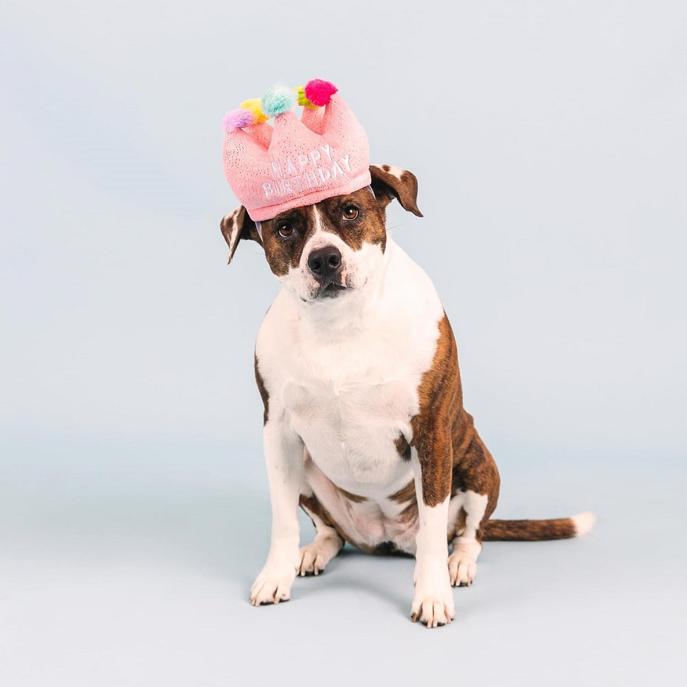 Birthday Crown Dog Plush Toy - Cute Stuffed Animal for Pet Birthday Parties & Dog Lovers Gift | Perfect for Celebrations, Photo Props & Home Decor