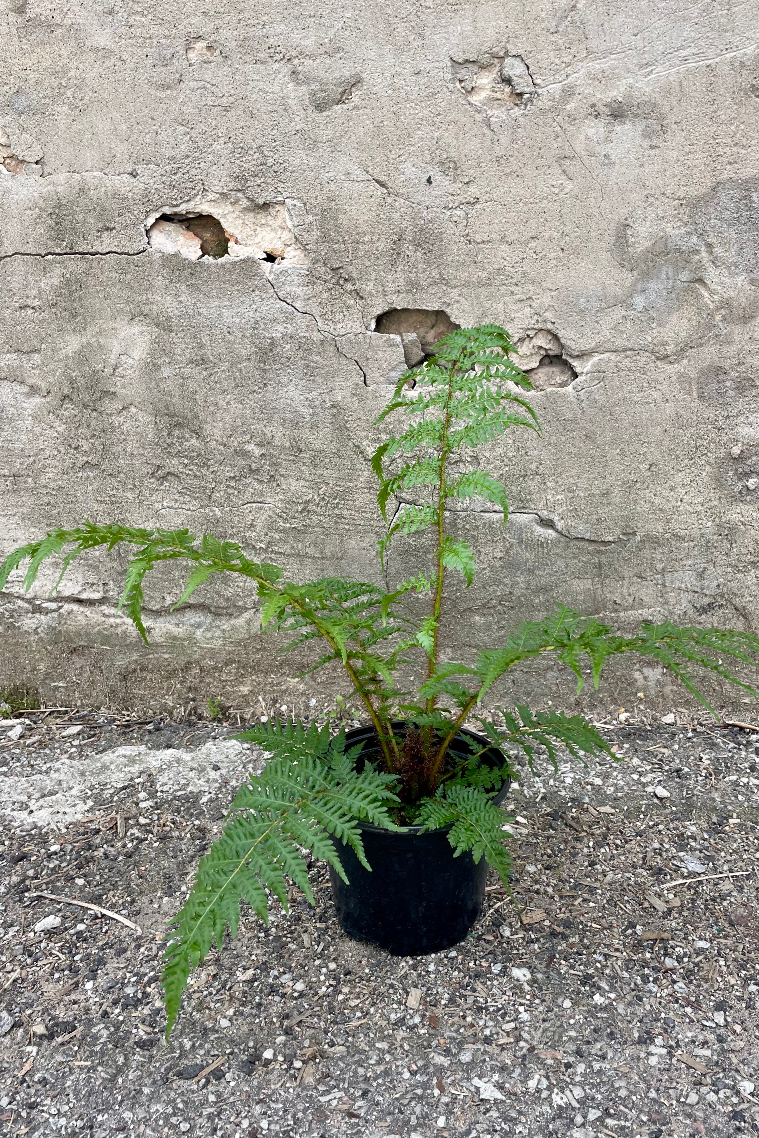 Cyathea Cooperi Australian Tree Fern - 6 Inch Potted Plant for Indoor & Outdoor Gardens | Perfect for Shade Gardens, Patios, and Tropical Landscaping
