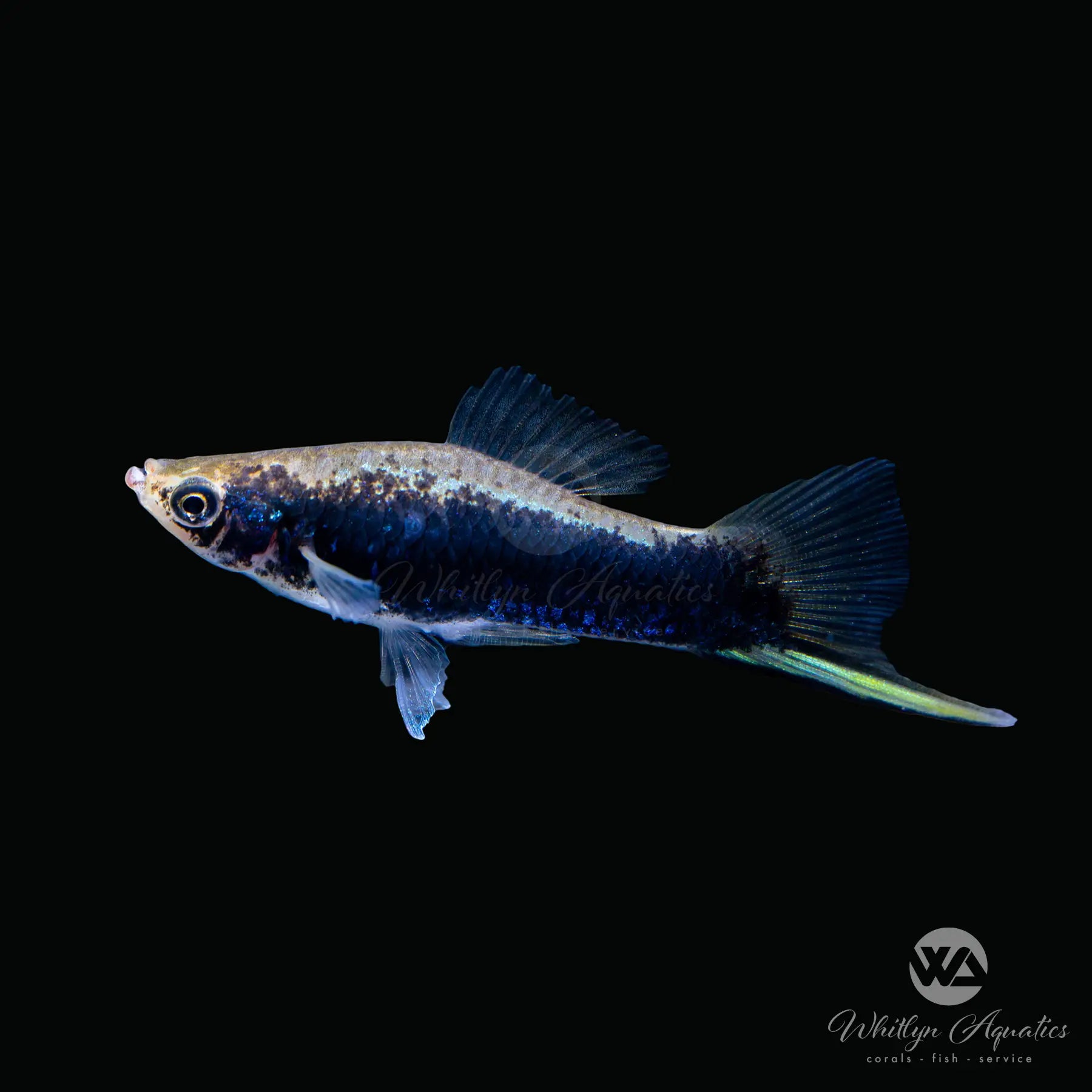 Black Swordtail Fish (Xiphophorus helleri) - Live Aquarium Fish for Freshwater Tanks | Perfect for Community Aquariums & Fish Breeding